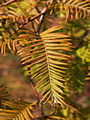 Metasequoia glyptostroboides Matthaei Broom IMG_7965 Metasekwoja chińska